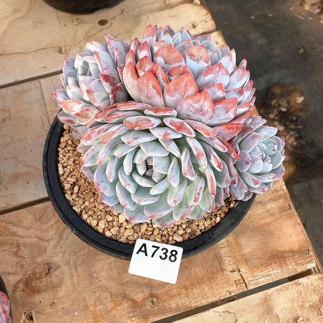 温***门738多肉植物多肉植物