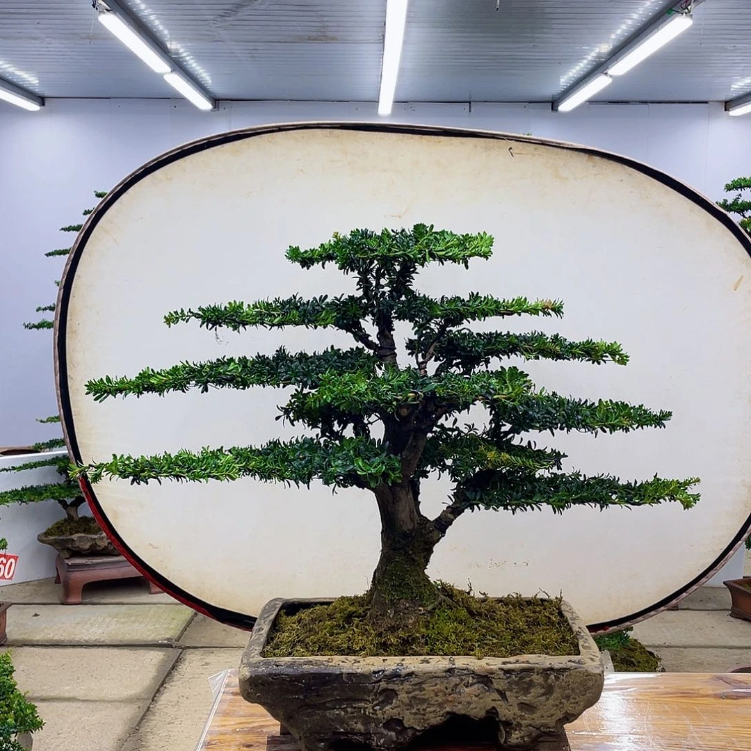 无花朵红芽珍珠罗汉松