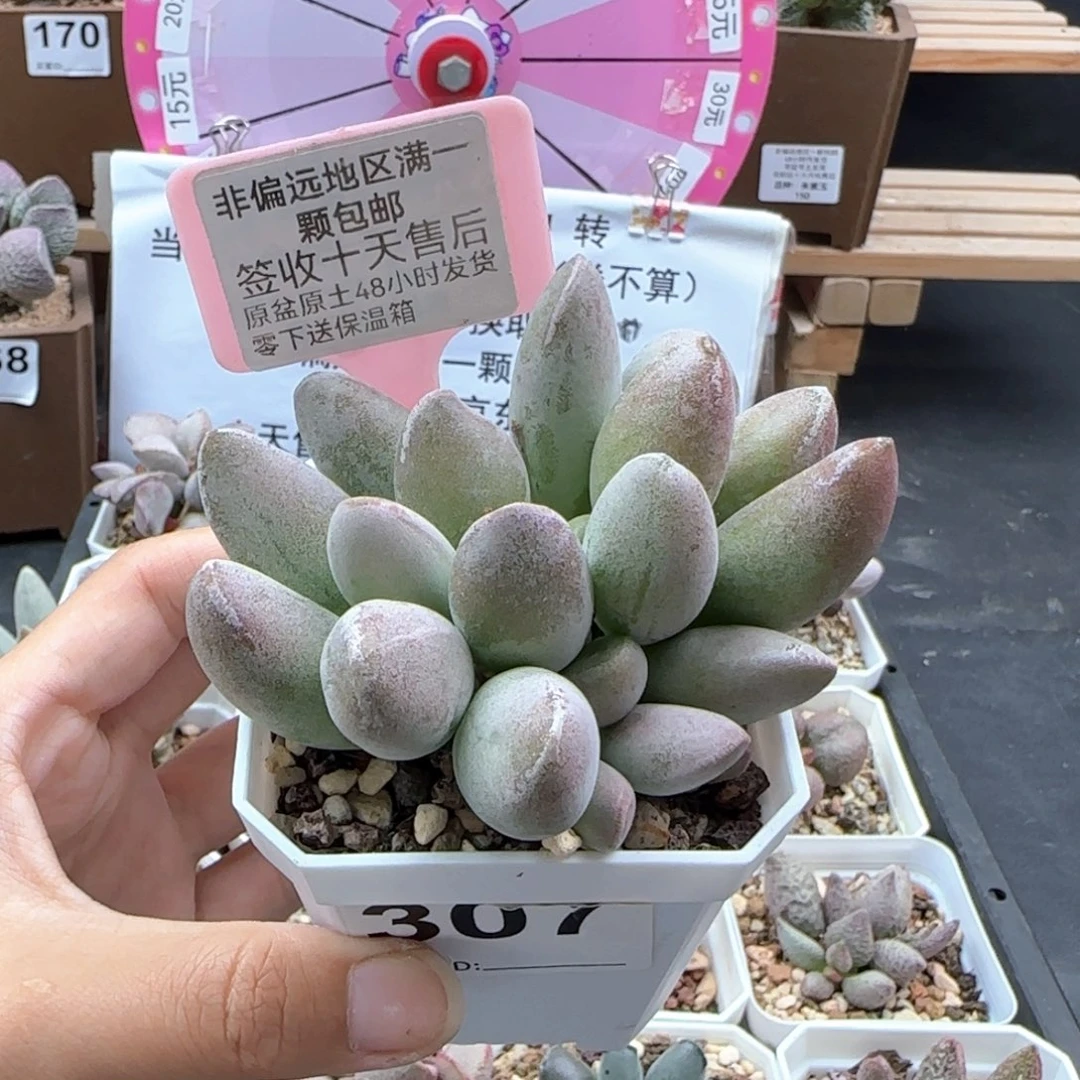 307仙桃多肉植物