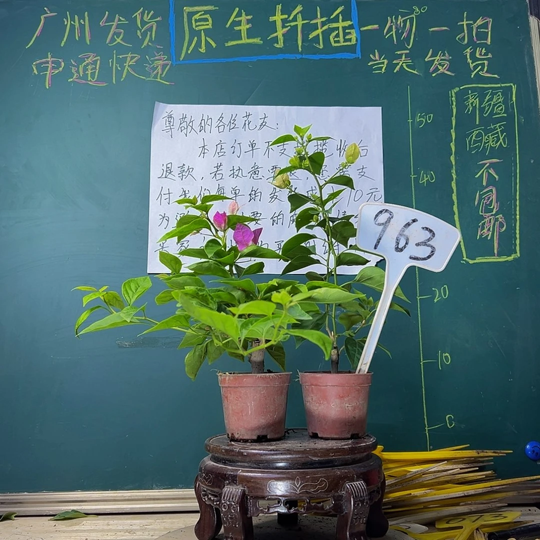 当前无花栽培后可以开花漳红樱掌中宝 绿叶五宝掌中宝963