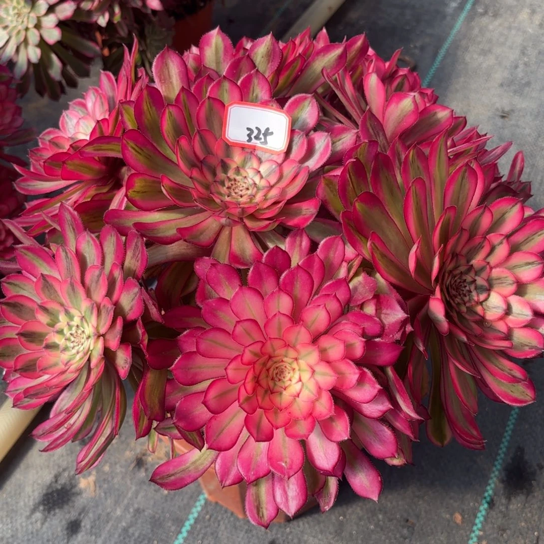 325白月光朵朵多肉植物绿植