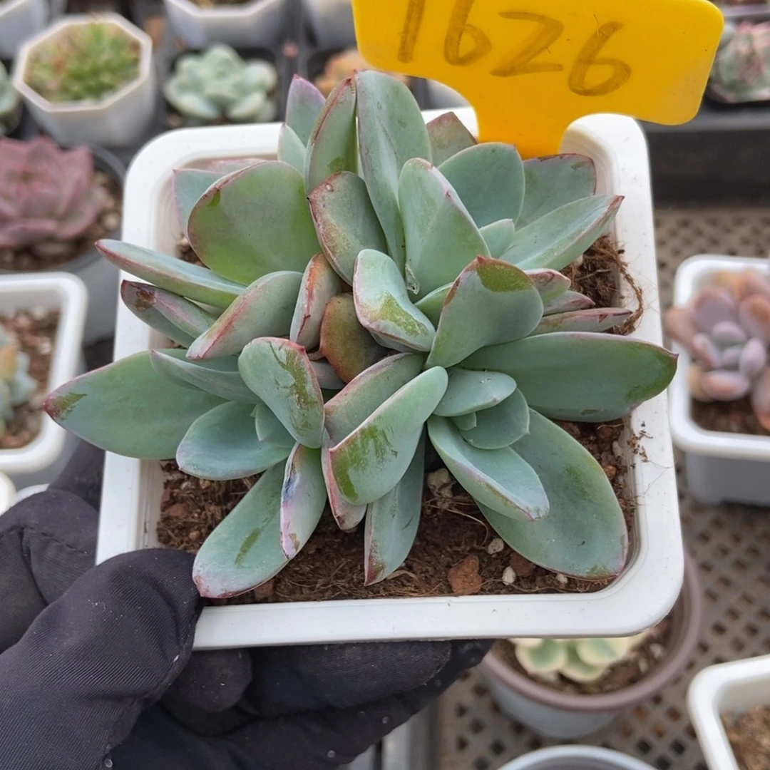 1626布鲁蓝多肉植物保护