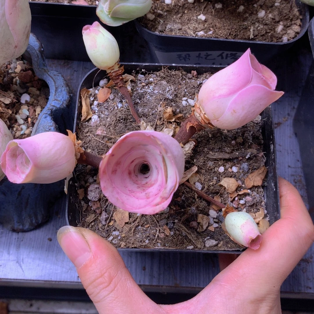 一物一拍挚爱系列007