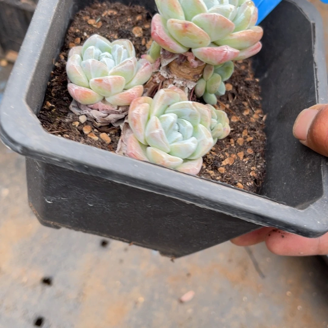 L***c0020冰玉多肉植物