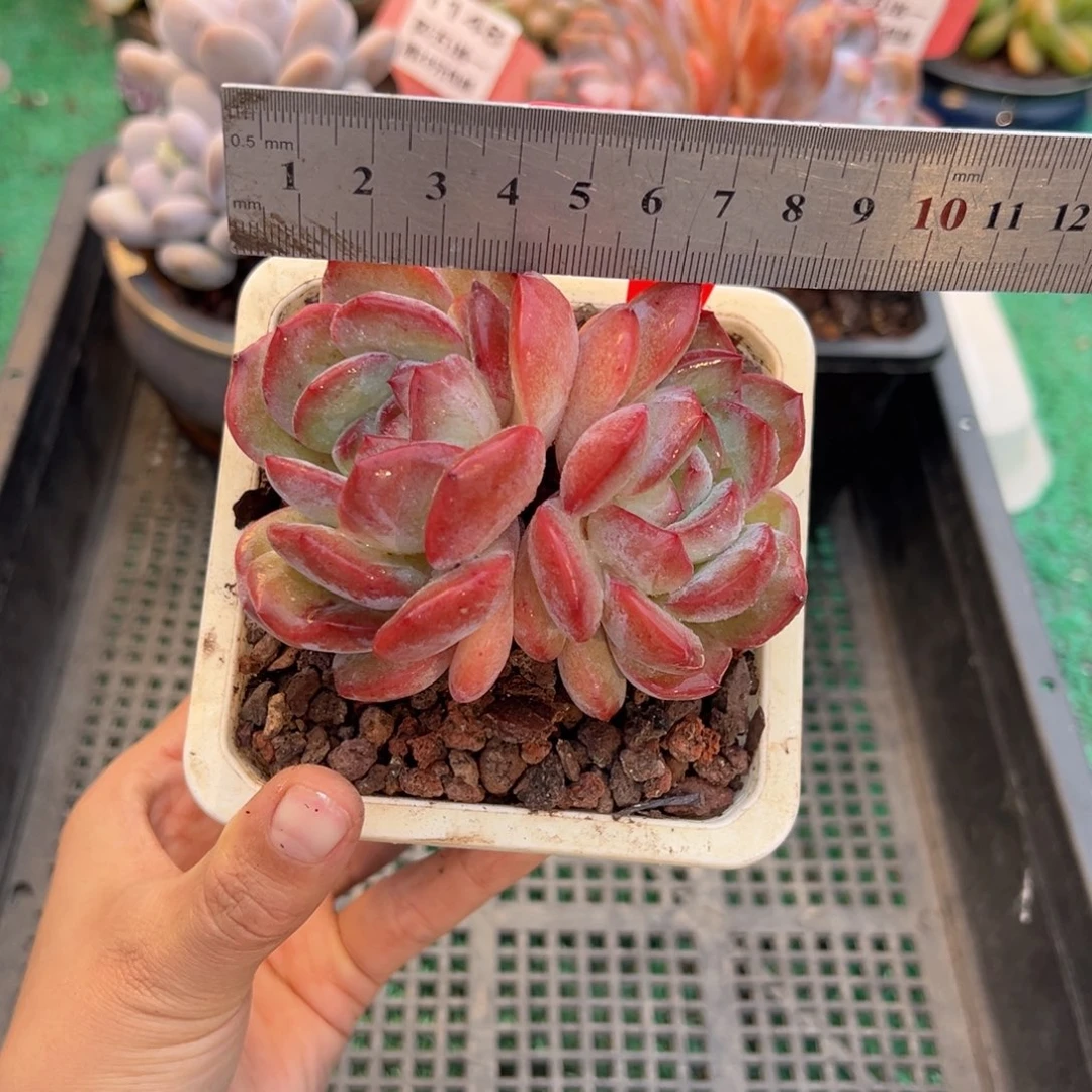 表妹精品多肉植物416.