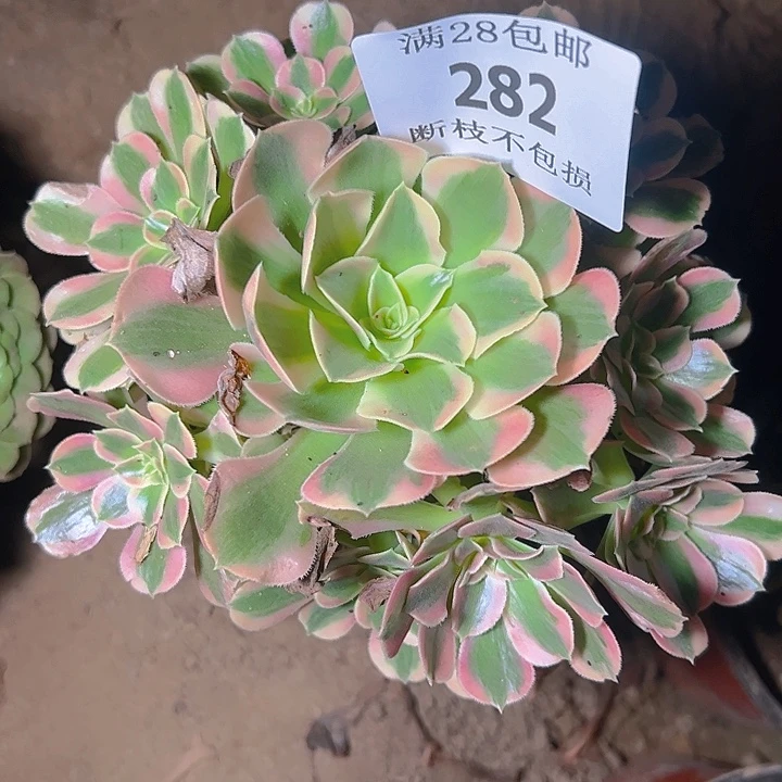 282粉女郎多肉植物