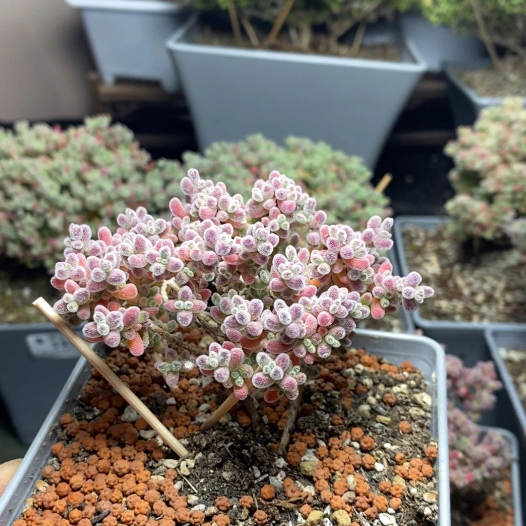 田****螂1023实生精控优选冰晶