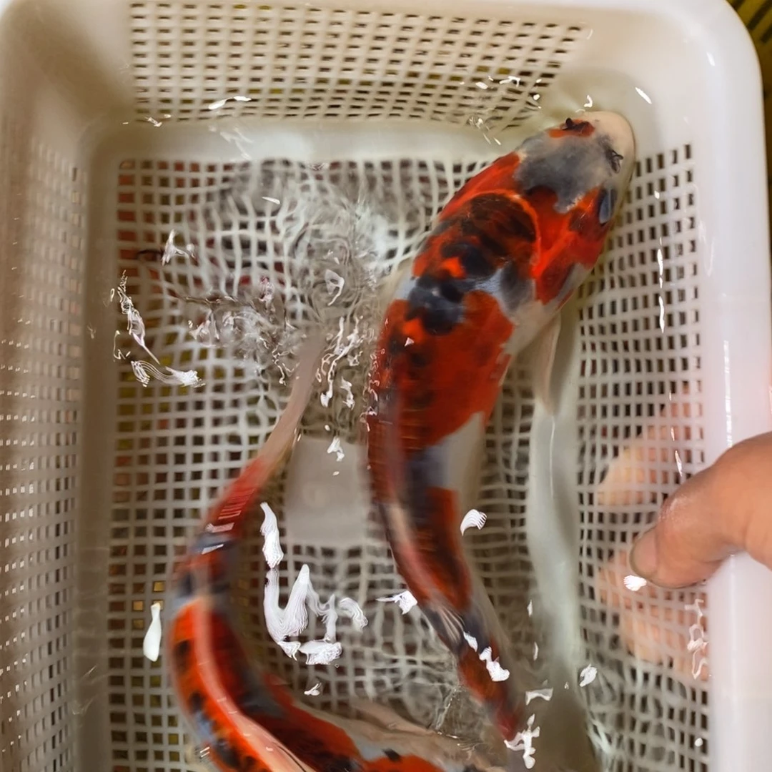 锦鲤冷水锦鲤包邮
