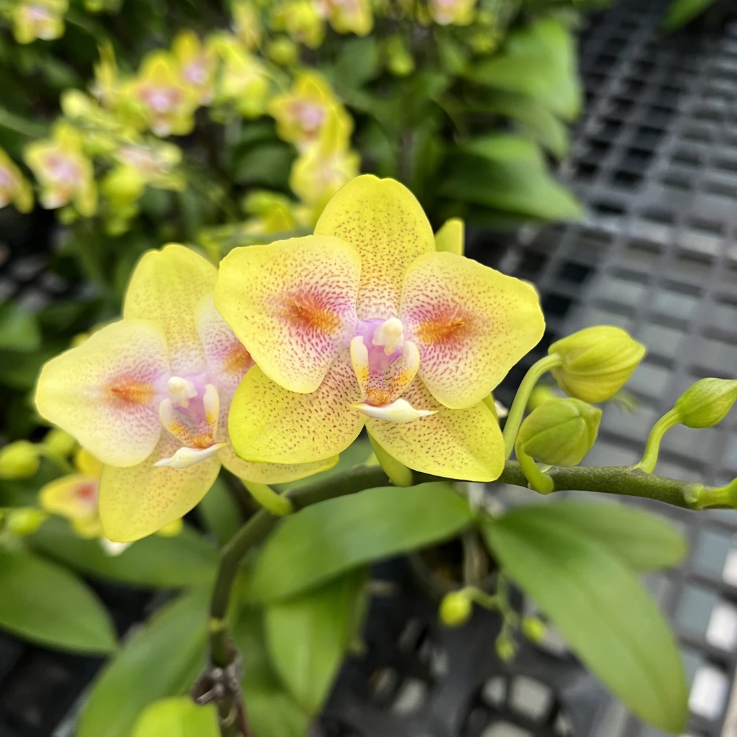 富豪优选（海绵宝宝02）蝴蝶兰花期长好养护