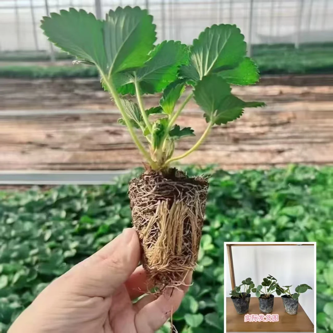 【四季结果草莓苗】奶油草莓种苗精品穴盘盆栽地栽红颜丹东四季结果