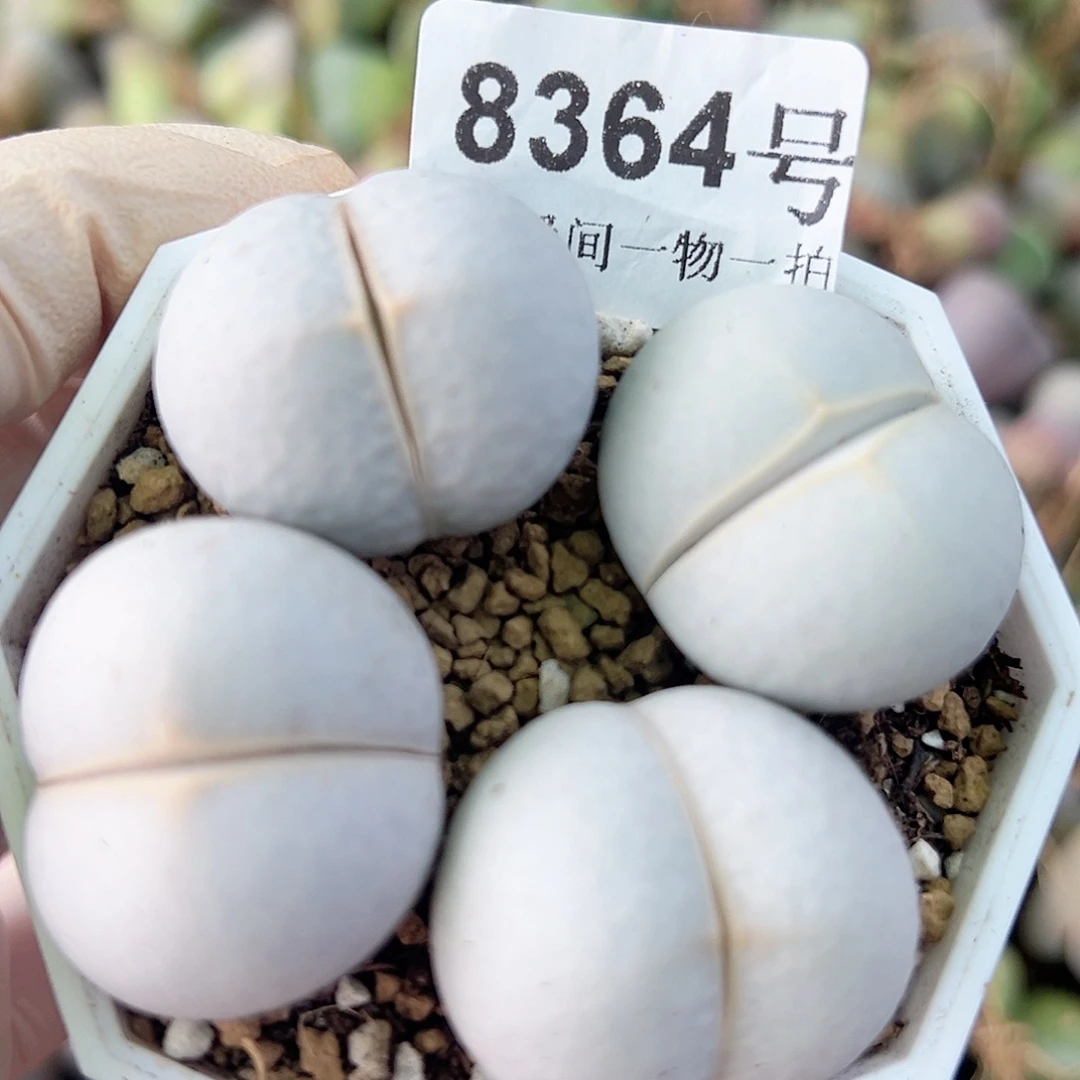 8364 好养易活生石花大母本