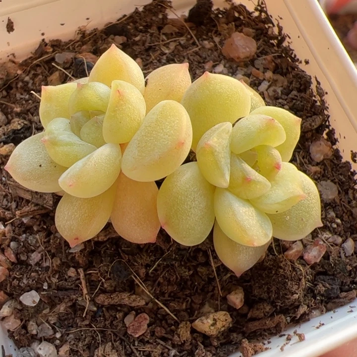 玉莹一物一拍，精品糖心，尺寸不大介意勿拍