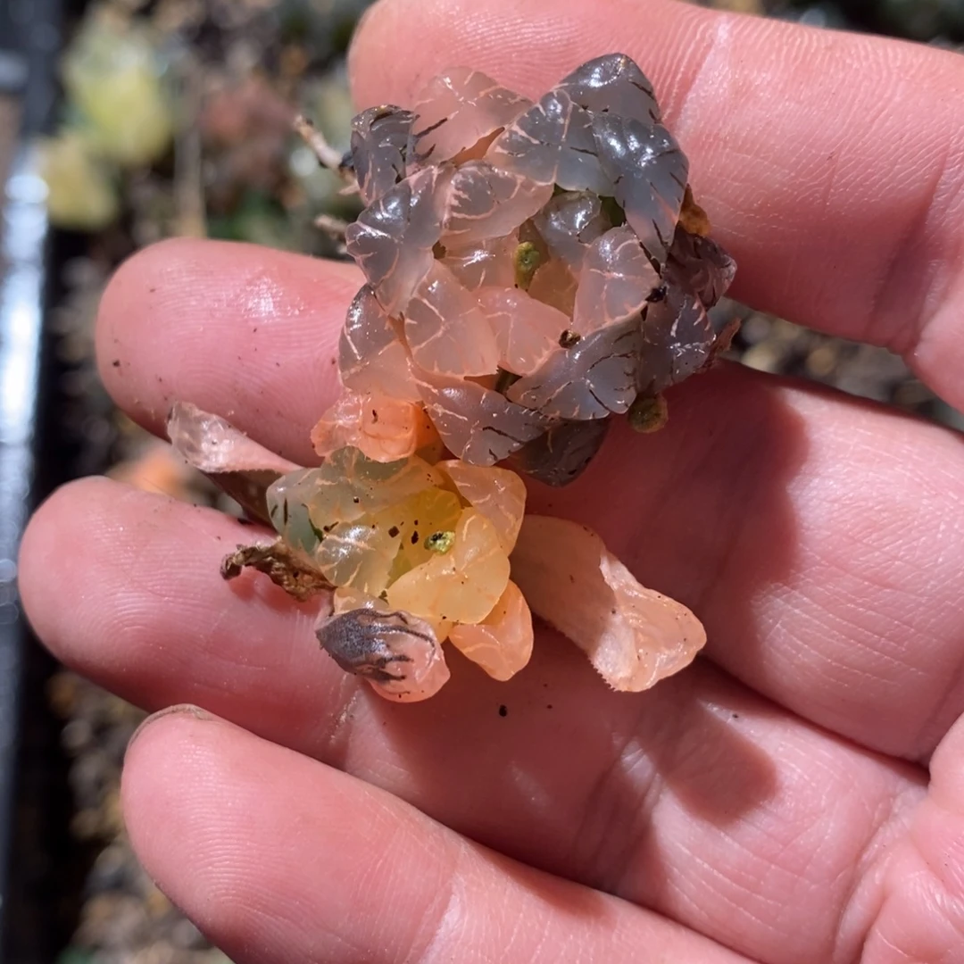 叶***兰2270 买一送一 超级福利