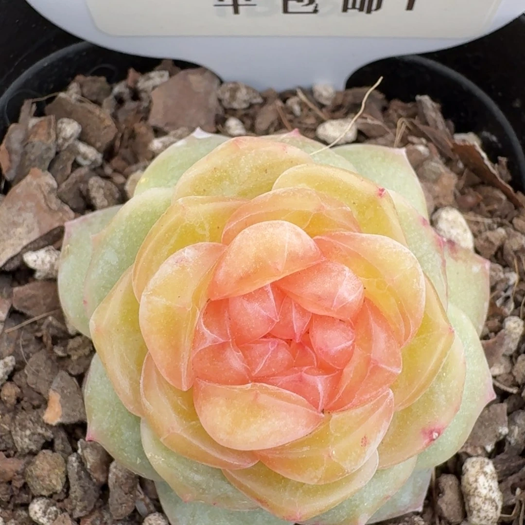 0224-01-月笼沙单头