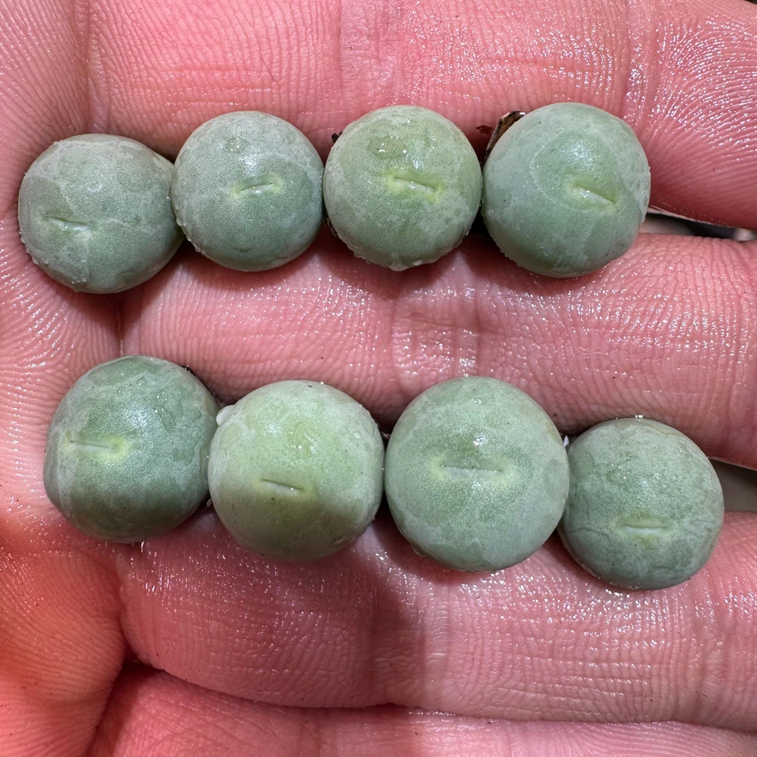 112多肉植物肉锥鸽子蛋一颗