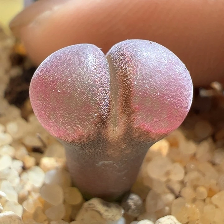 922。优选两年c10.   终身包对版。包白花