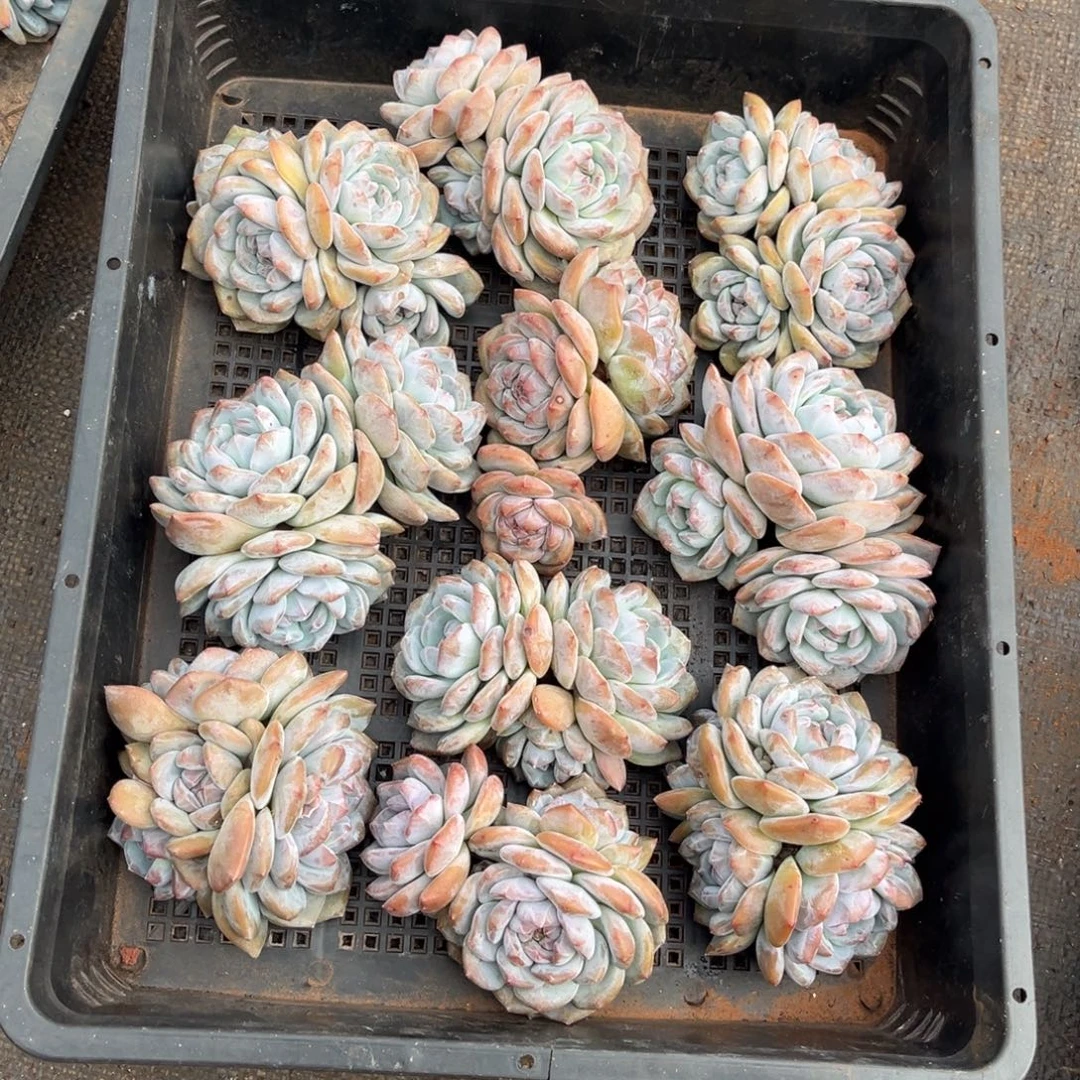 158号新疆西藏内蒙古不包邮