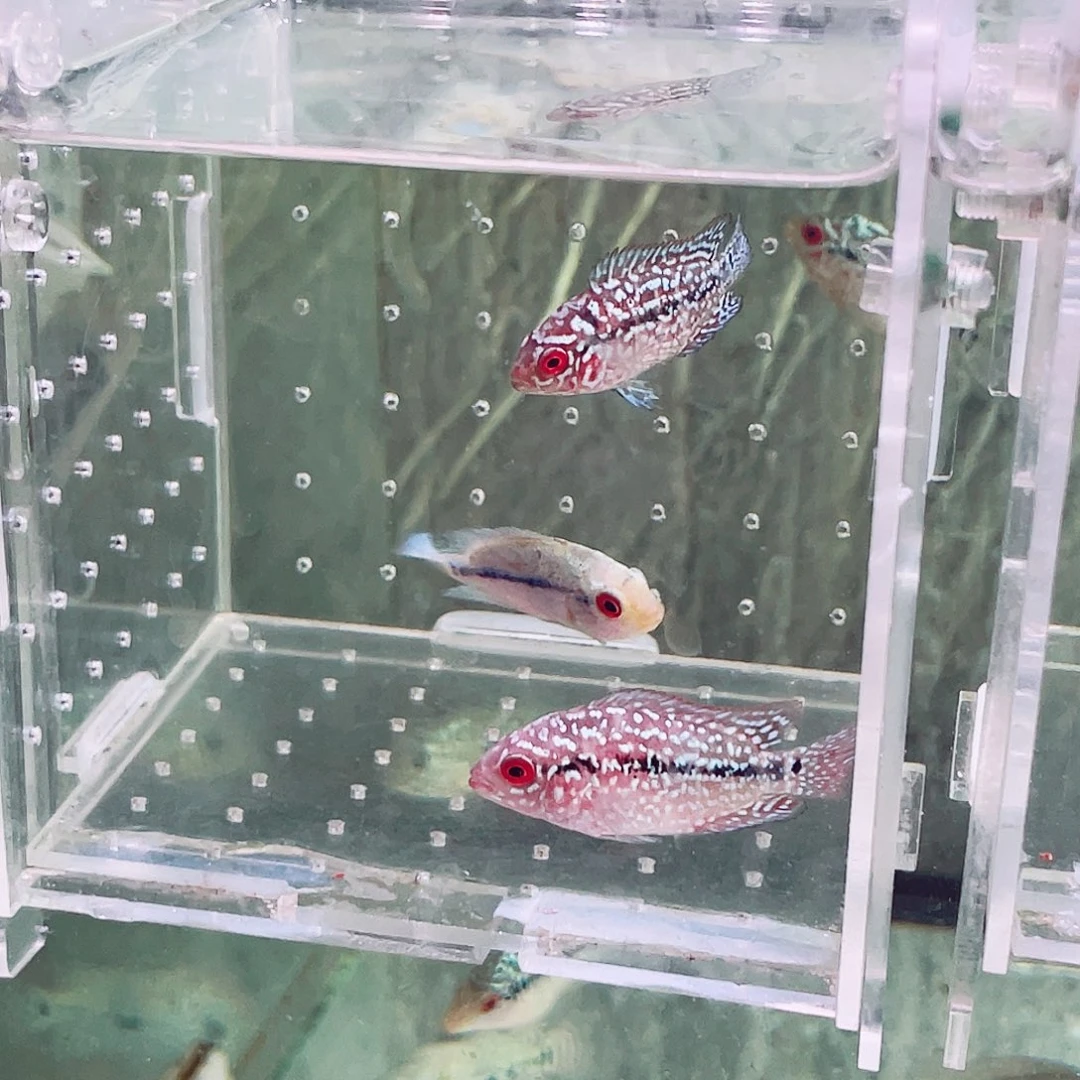 罗汉鱼精品练手苗3条鱼苗