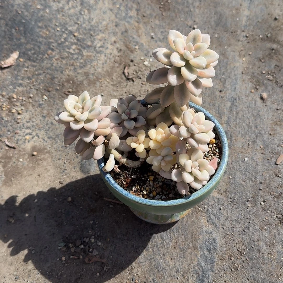 *****艾伦锦带盆多肉精品