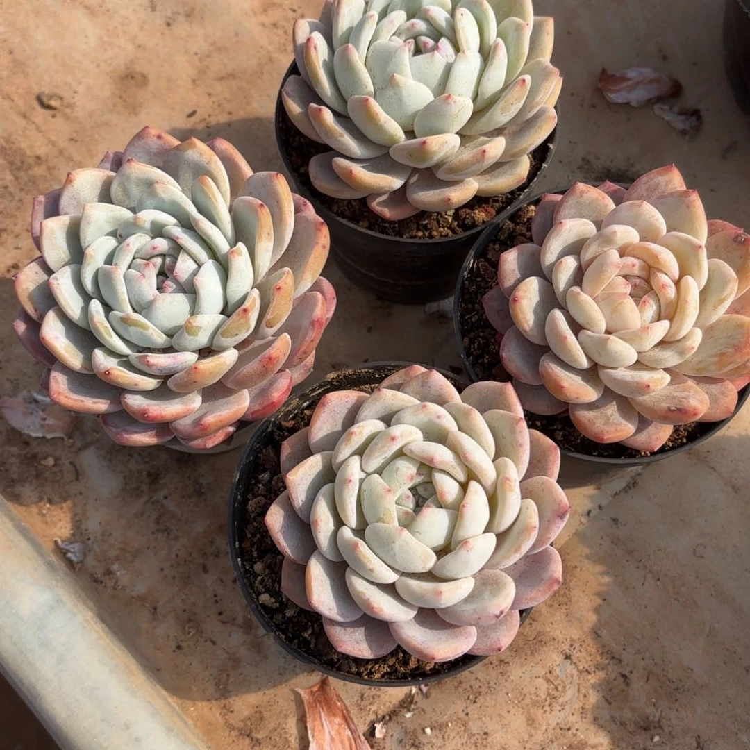 是Andy的四个雪天使