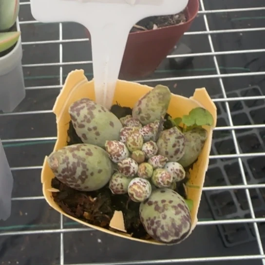 100海豹一物一拍多肉