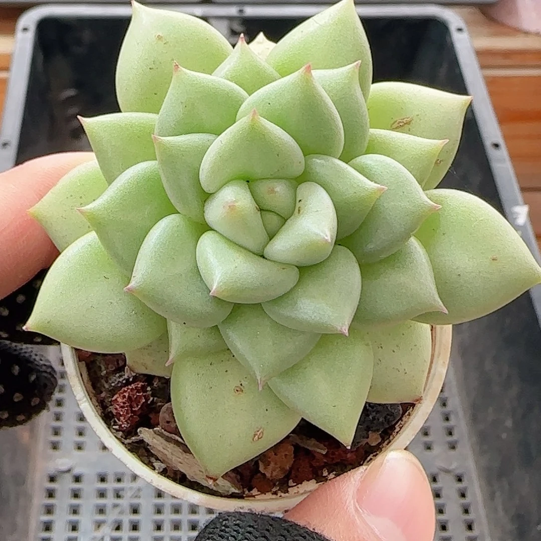 多肉1008--192象牙