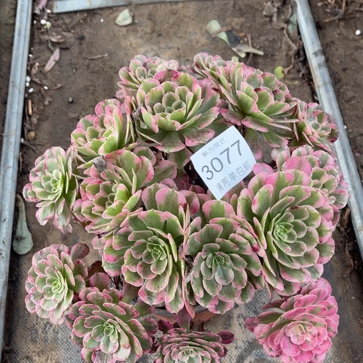 霁月的多肉的人3077