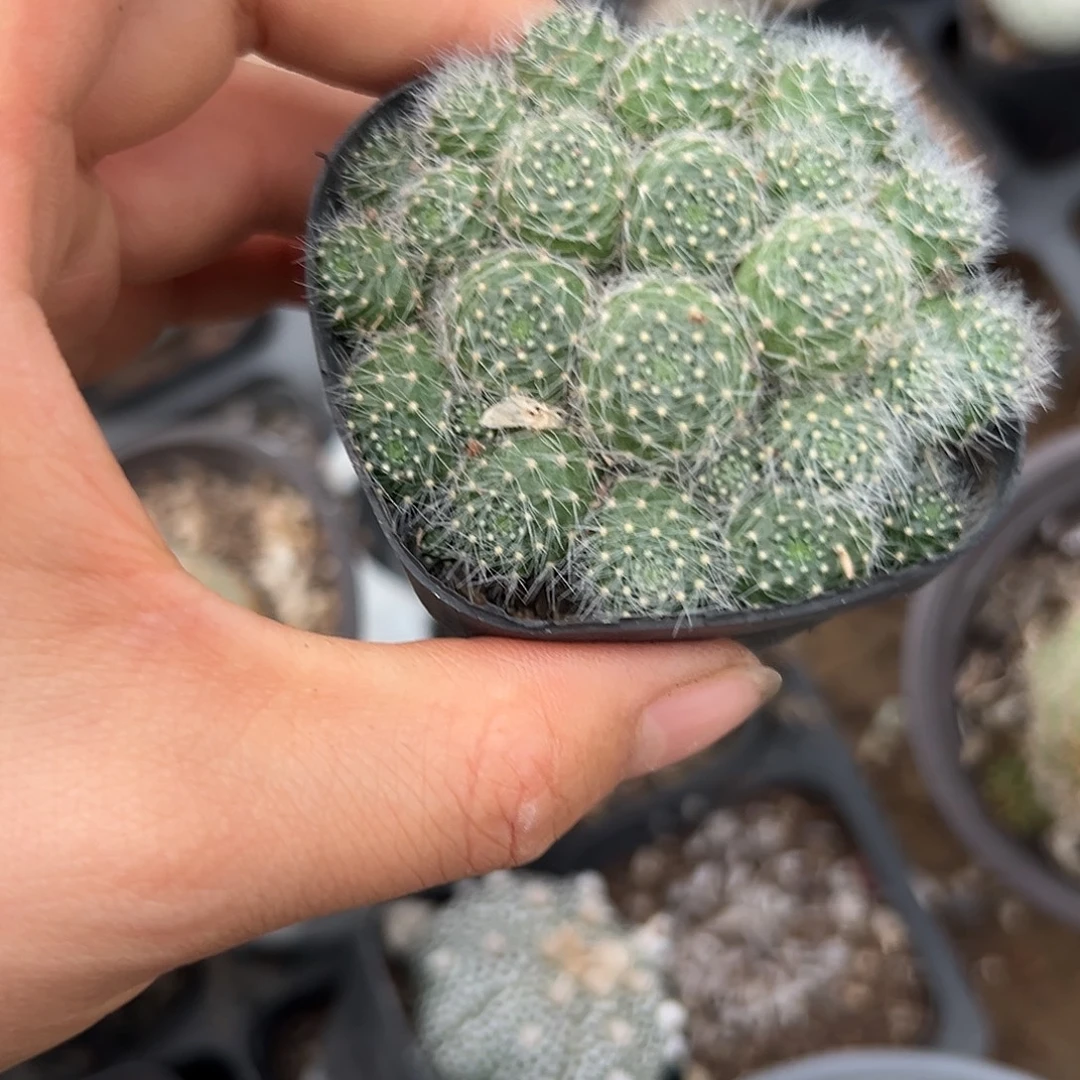 呃呃哦哦哦哦哦哦哦哦哦