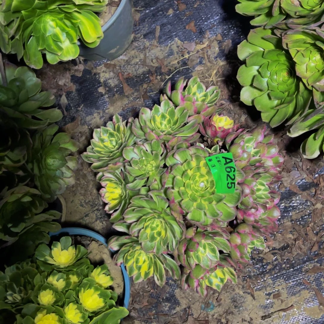 海王法师朵朵1-23