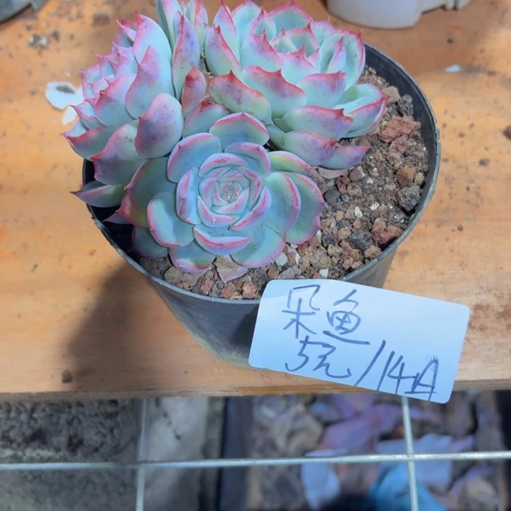多肉植物一物一拍满29元包邮夏景多肉基地