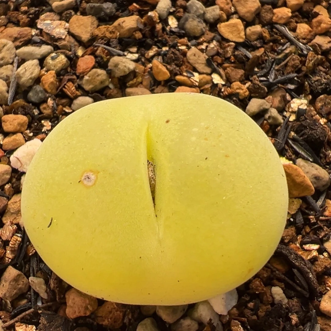 65多肉植物百科翠光