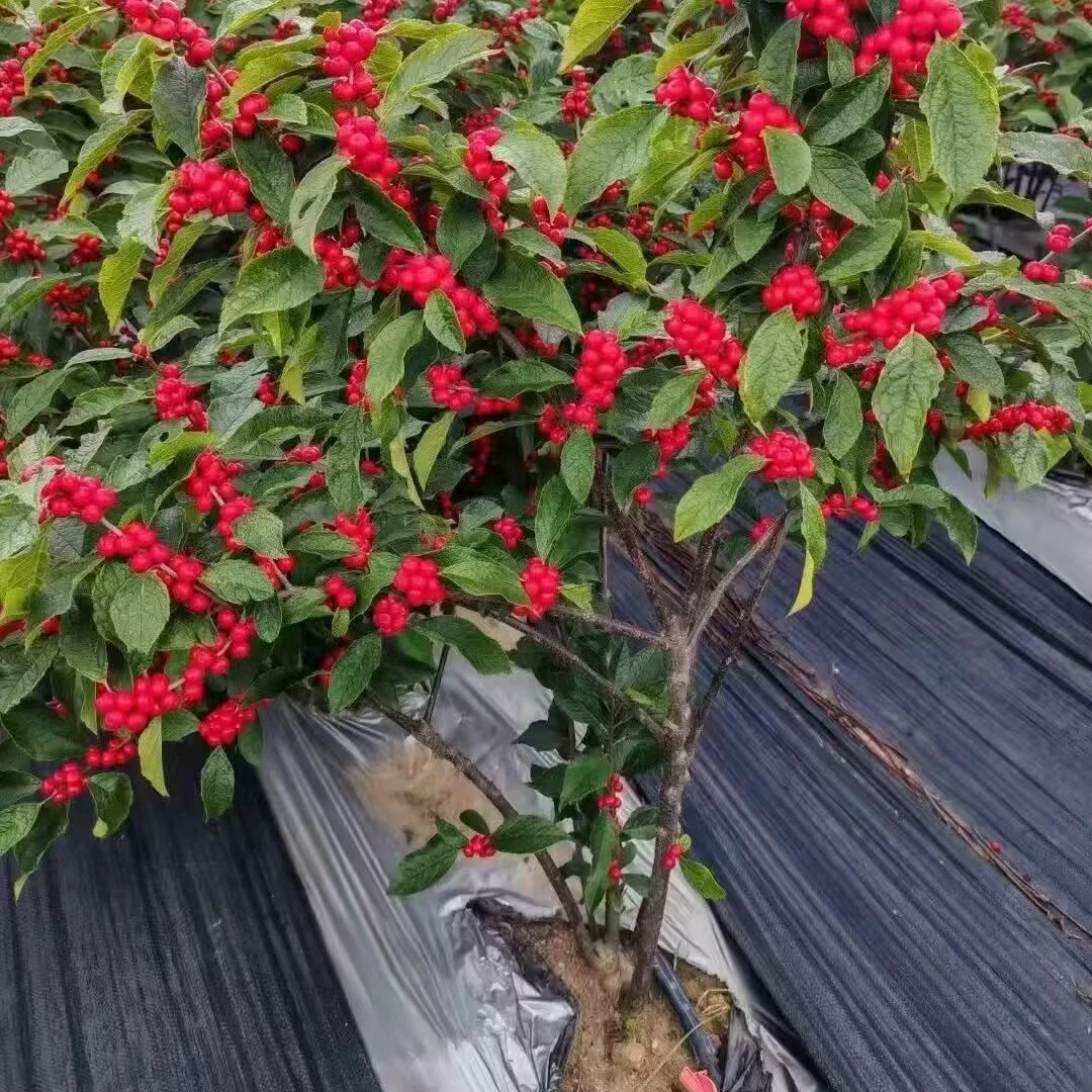 进口北美冬青红果年宵花卉植物盆栽吉祥喜庆耐寒好养庭院地栽老桩