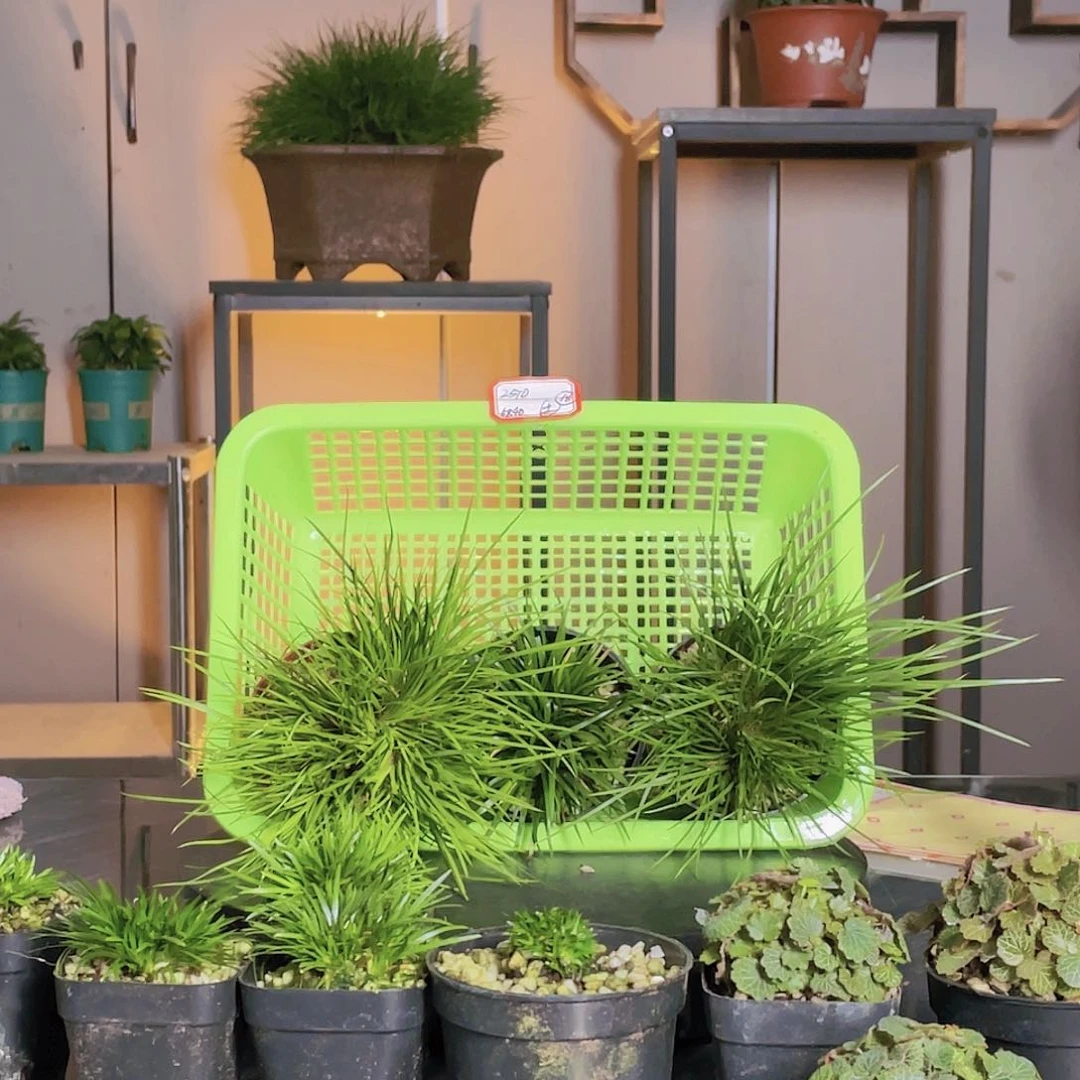 【闪购商品】不开花植物