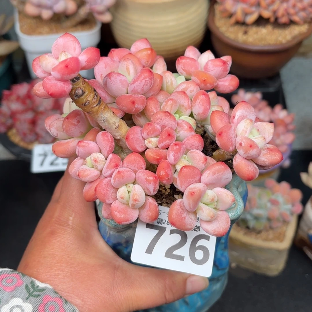 樱花洛神无盆土发货