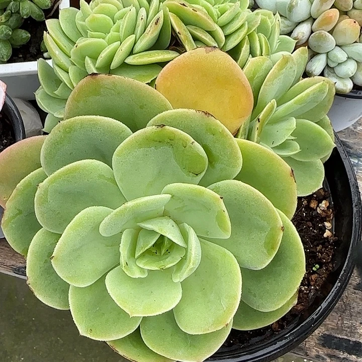 爱***理青蛙王子儿童牙膏11