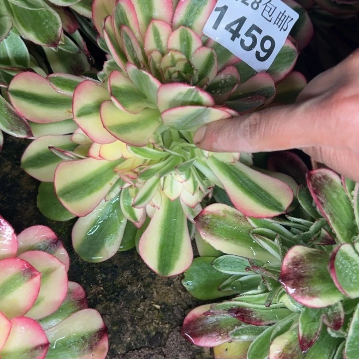 1459南荔枝多肉植物