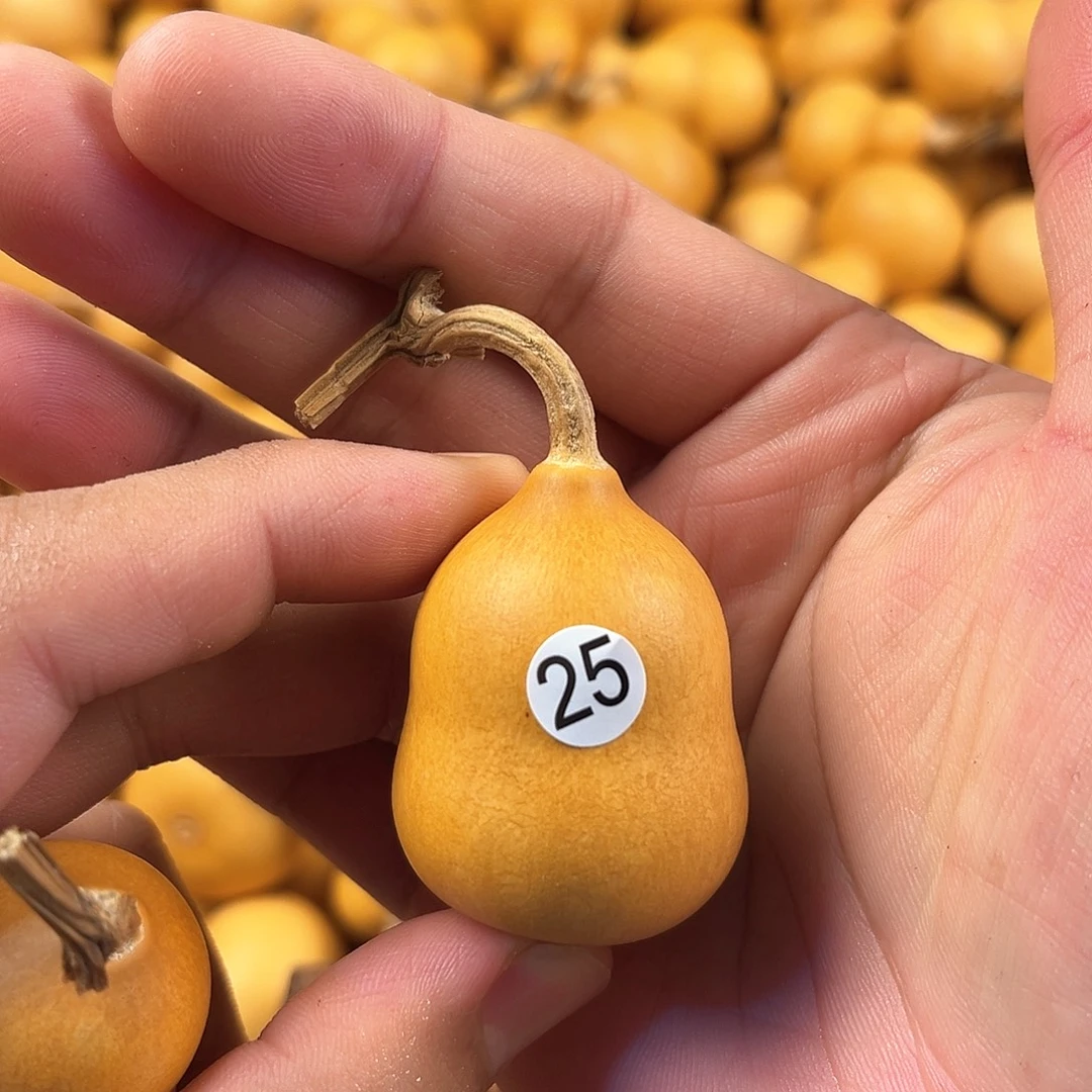 四葫芦葫芦葫芦葫芦25