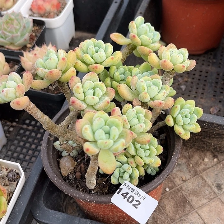 阿雅园艺。        1402劳尔