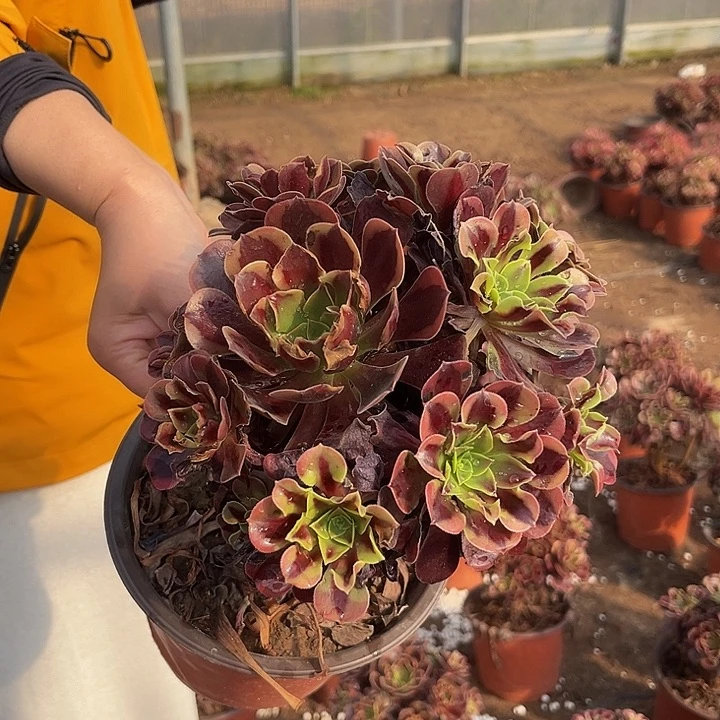 欧佳丽一颗脱土发货