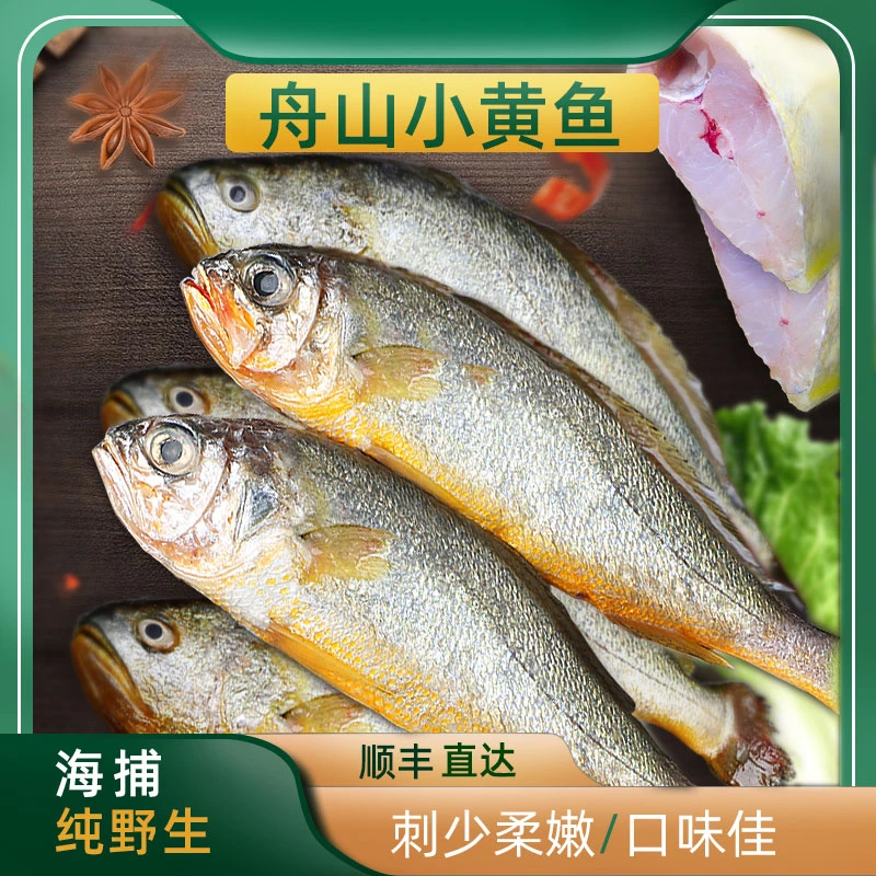 新鲜舟山小黄鱼4斤，拍3斤发4斤野生冰鲜小黄鱼黄花鱼海鲜顺丰冷运直达（规格10条以上/1斤）总共4斤