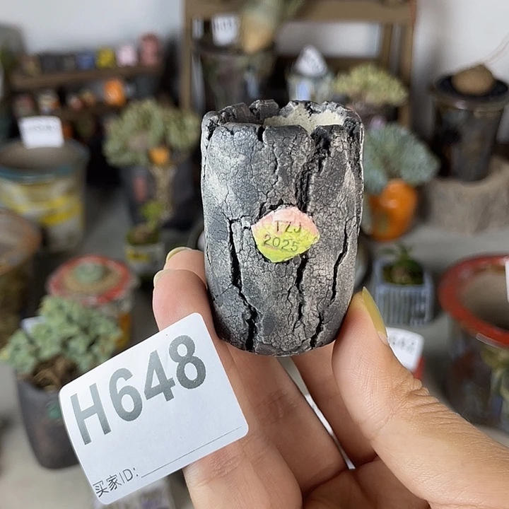 独枝干 内口2.5 百搭