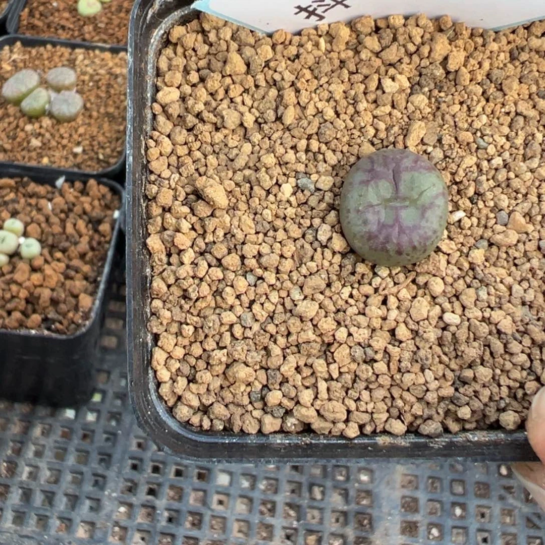 妞*18-65肉锥多肉植物，