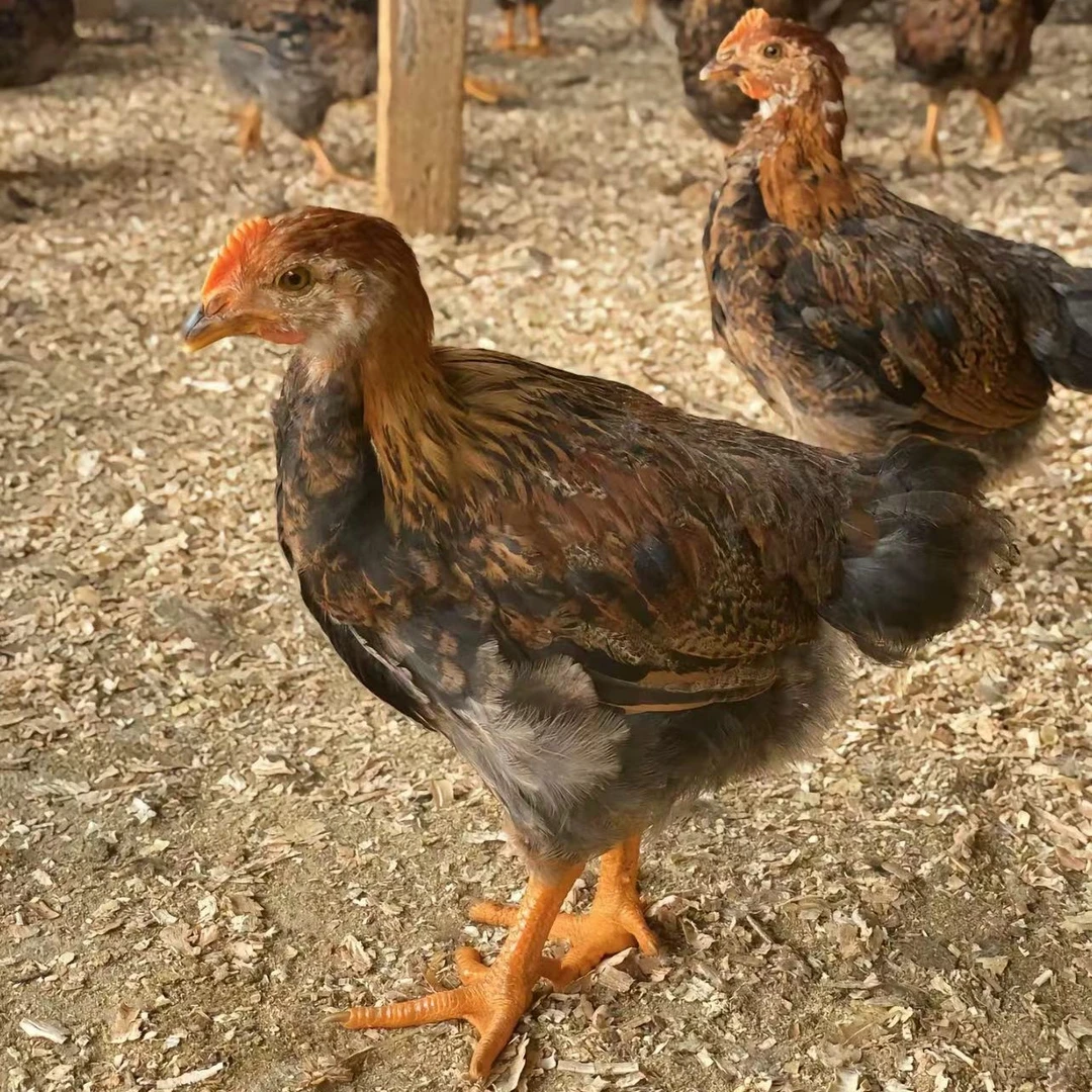 宠物鸡   清远麻阉鸡  扇鸡  线鸡   中通发活体