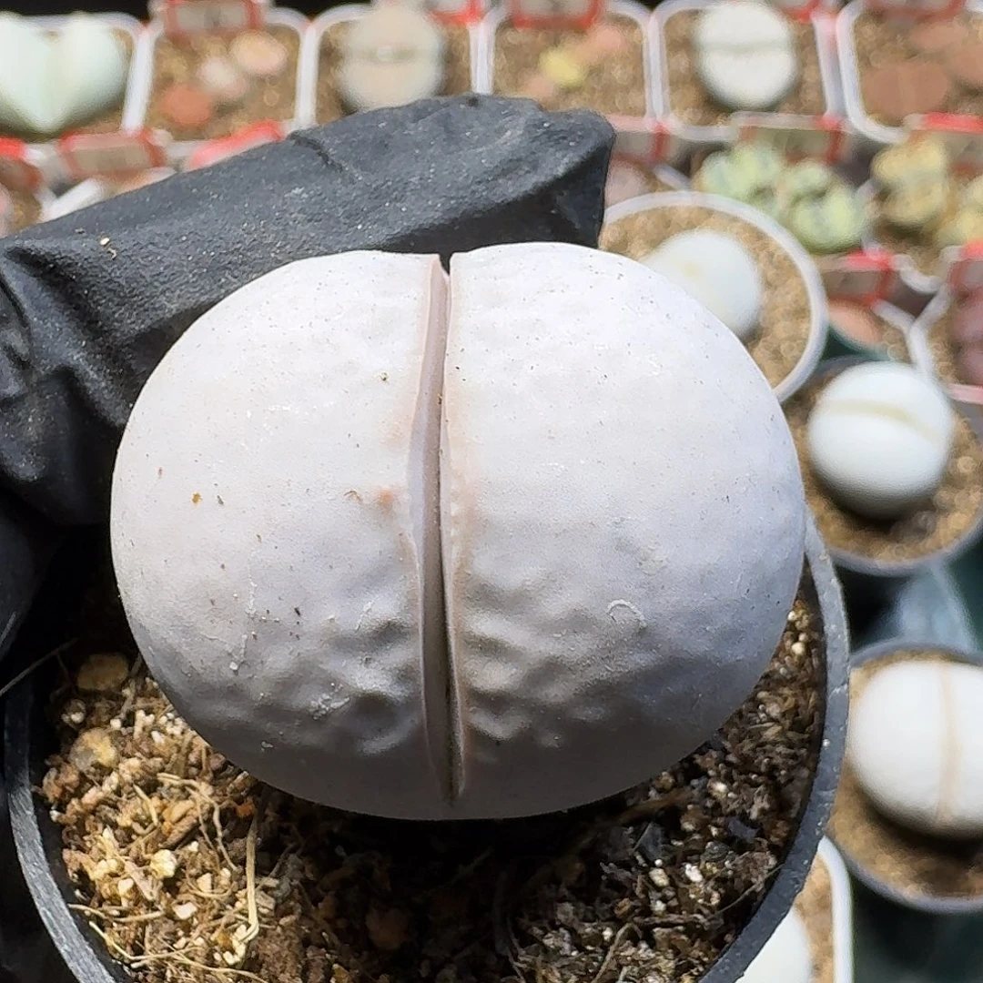 生石花23:：/。  86