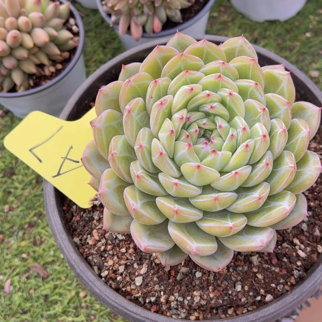 香玉的故事是一个人的故事吗