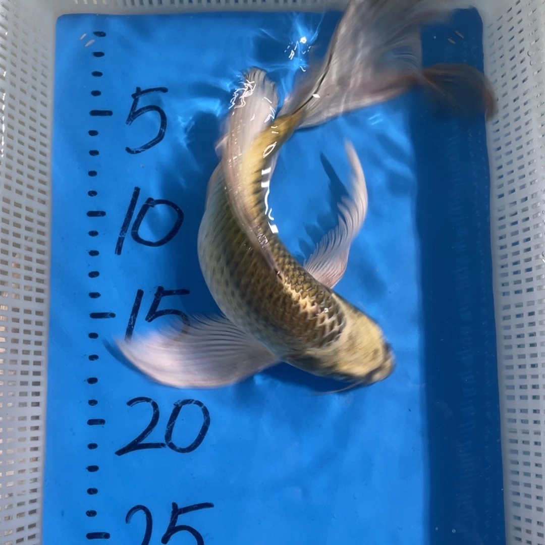 锦鲤锦鲤包邮包活