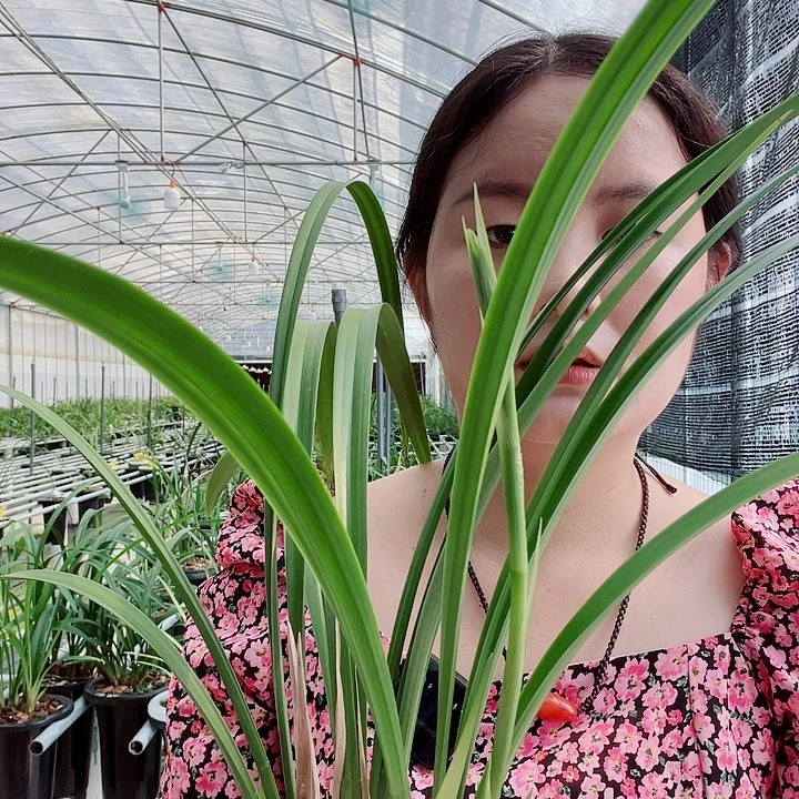 完全开放寒兰丰雪