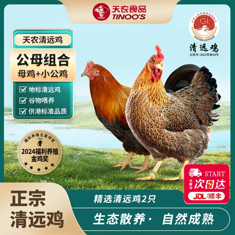 【公母组合】天农正宗纯种广东清远鸡散养土鸡生鲜清远鸡公鸡母鸡