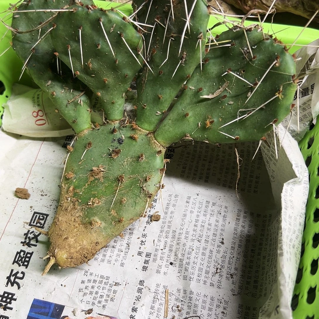 仙人球6666666666