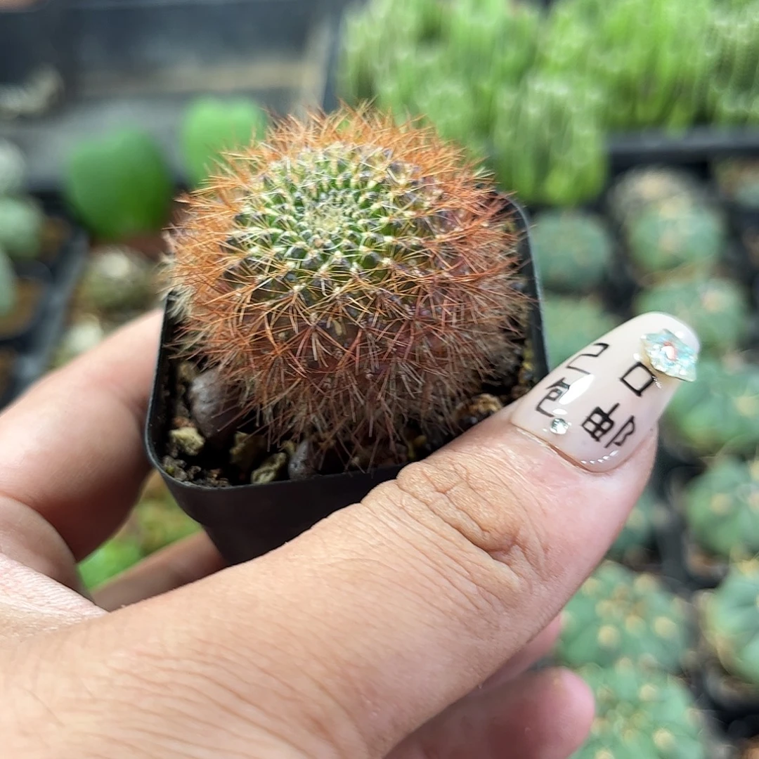 百丝巢单头发货单头发